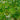 Close-up of Fraxinus angustifolia ‘Raywood’ leaves showing finely divided, lance-shaped foliage with vibrant green spring colour and delicate texture.
