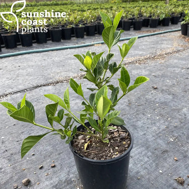 Gardenia Augusta ’Florida’ 140mm pot Plant