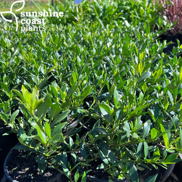Gardenia Augusta ’Radicans’ 140mm pot Plant