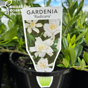 Gardenia Augusta ’Radicans’ Plant