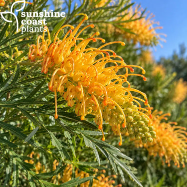 Grevillea Honey Gem flower