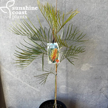Grevillea ’Honey Gem’ - 200mm pot - Plant