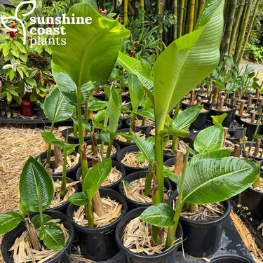 Heliconia Big Bud Plant