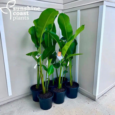 Heliconia Bihai Criswick 300mm pot Plant