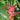 Heliconia Black Magic 200mm pot
