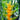 Heliconia Chartreuse is a great choice for screening growing 4m to 5m tall
