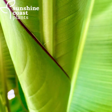 Contrasting red edged foliage