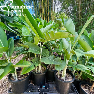 Heliconia Chartacea Temptress 300mm pot Plant