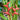 Heliconia Firebird