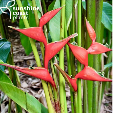 Heliconia Firebird