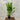 Heliconia Firebird 300mm pot