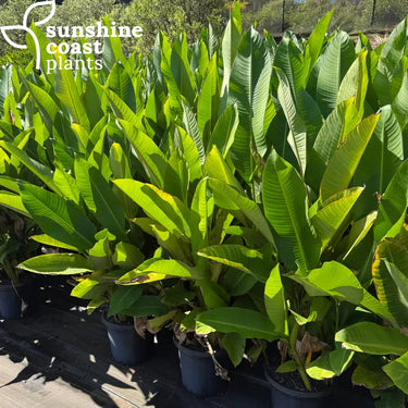 Heliconia Firebird 300mm pot