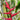 Heliconia Hot Rio Nights