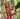 Heliconia Hot Rio Nights