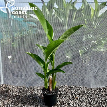 Excellent landscaping plant as well as a strong cut flower