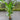 Heliconia Kawauchi is an impressive variety perfect for use as a screen or stand alone feature