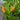 Heliconia Frosty Orange flower