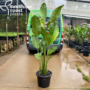Heliconia Rauliniana's tight clumping stems and foliage make it a great choice for screening