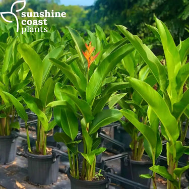 All our Heliconia Tropics are full sun grown ☀️