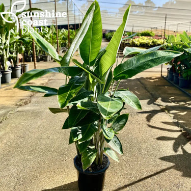 A tight clumping, hardy and cold tolerant heliconia with large pendulous flowers.