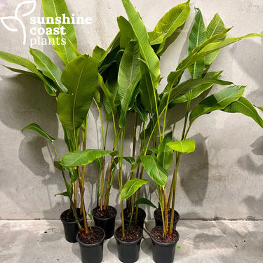 Heliconia Yellow Dancer 200mm pot Plant