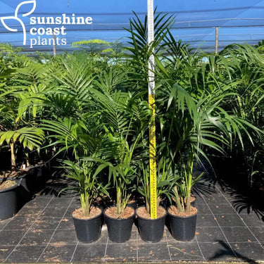 Howea Forsteriana - Kentia Palm 250mm pot Plant