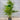 Howea Forsteriana - Kentia Palm Plant