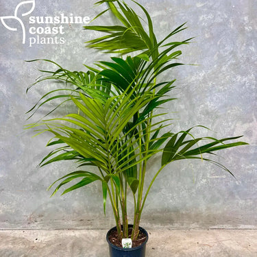 Howea Forsteriana - Kentia Palm Plant