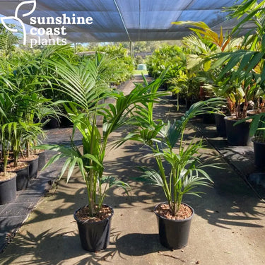 Howea Forsteriana - Kentia Palm Plant