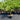Hyophorbe Lagenicaulis - Bottle Palm 300mm pot Plant