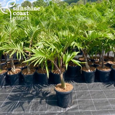 Hyophorbe Lagenicaulis - Bottle Palm 300mm pot Plant