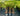 Hyophorbe Lagenicaulis - Bottle Palm 400mm pot Plant