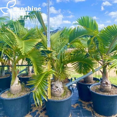 Hyophorbe Lagenicaulis - Bottle Palm 90Ltr pot Plant