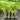Hyophorbe Verschaffeltii - Spindle Palm 250mm pot Plant