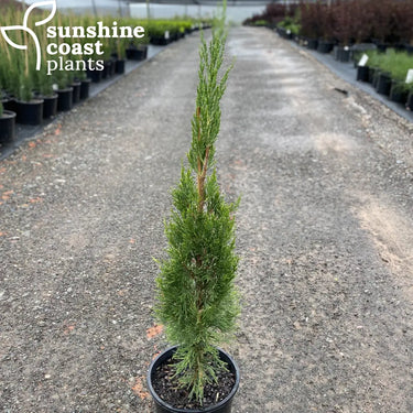Juniperus 'Spartan' has very dark green foliage, an upright, conical habit