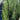 Juniperus 'Spartan' is an excellent screening, hedging plant because of its uniformity and hardiness.