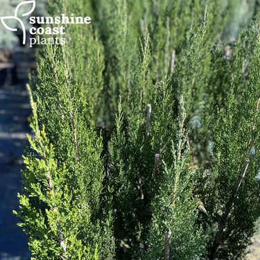Juniperus 'Spartan' is an excellent screening, hedging plant because of its uniformity and hardiness.