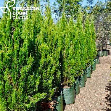 Juniperus Chinensis ’Spartan’ in 45Ltr bags
