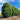 Juniperus Spartan form a dense, upright hedge perfect for screening