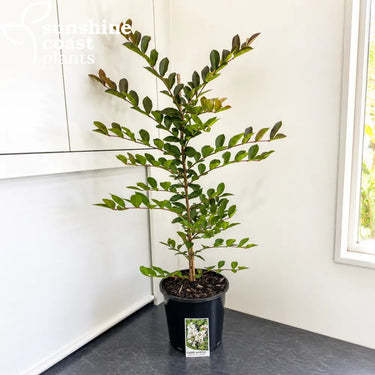 Lagerstroemia Acoma 200mm pot