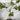 Lagerstroemia ’Acoma’ – Crepe Myrtle