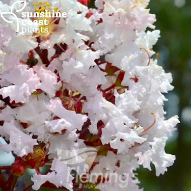 Lagerstroemia ‘Moonlight Magic’ – The Magic Series® (Crepe Myrtle) 200mm pot