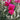 Lagerstroemia ’Plum Magic’ The Magic Series® (Crepe Myrtle) 200mm pot