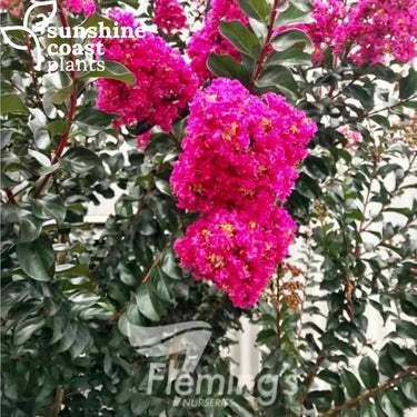 Lagerstroemia ’Plum Magic’ The Magic Series® (Crepe Myrtle) 200mm pot