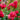 Lagerstroemia ’Ruffled Red Magic’ - The Magic Series® 200mm pot