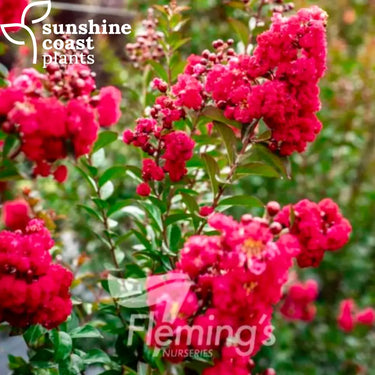 Lagerstroemia ’Ruffled Red Magic’ - The Magic Series® 200mm pot