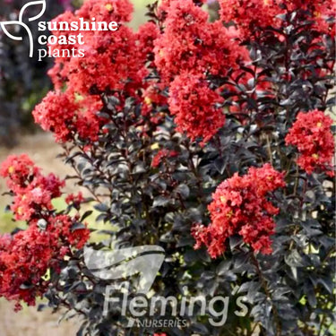 Lagerstroemia ’Sunset Magic’ – The Magic Series® (Crepe Myrtle) 200mm pot