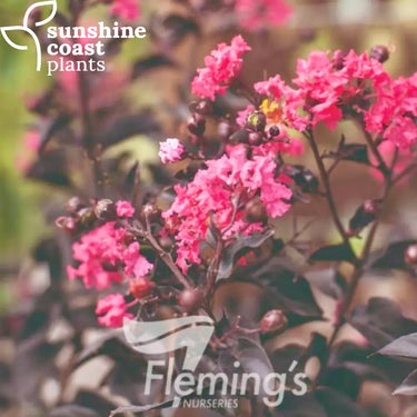 Lagerstroemia ’Twilight Magic’ icon The Magic Series® (Crepe Myrtle) 200mm pot