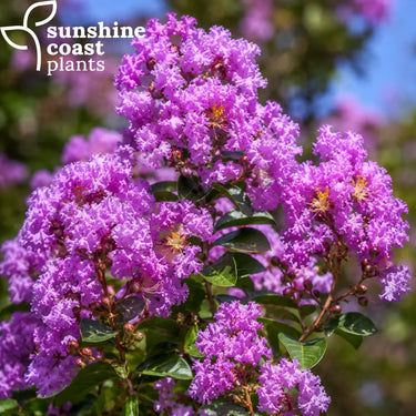 Lagerstroemia Zuni foliage