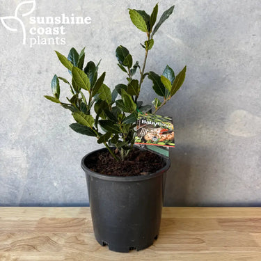 Laurus Nobilis - Baby Bay - 200mm pot - Plant